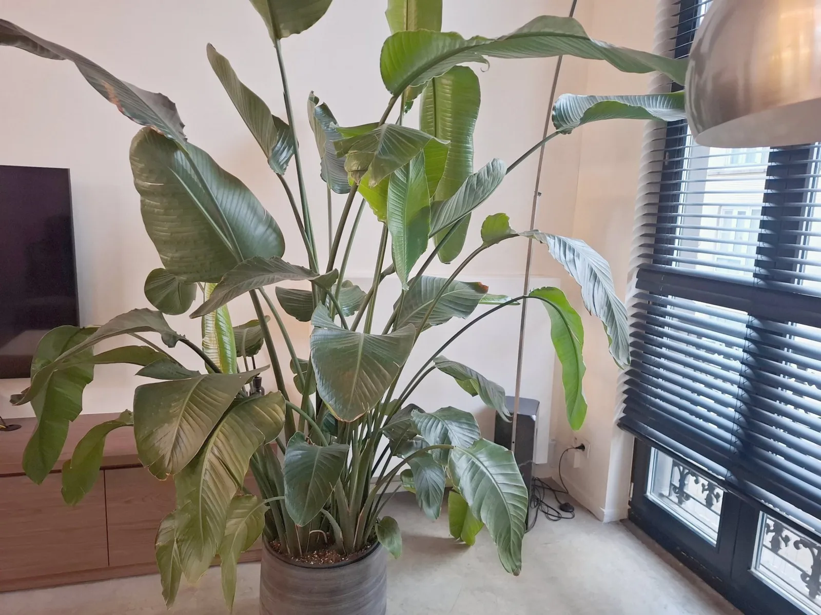 Bird-of-paradise plant by the tall street windows with blinds