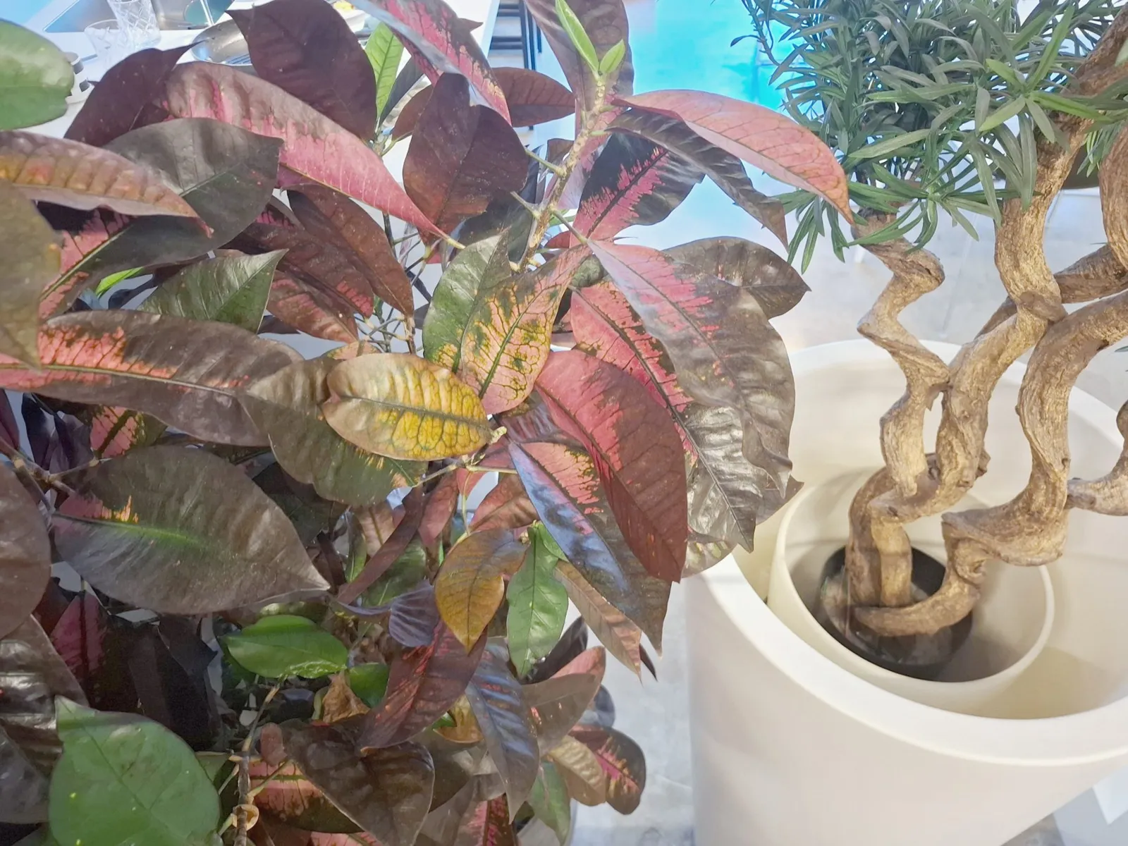 Croton and twisted bonsai in the kitchen