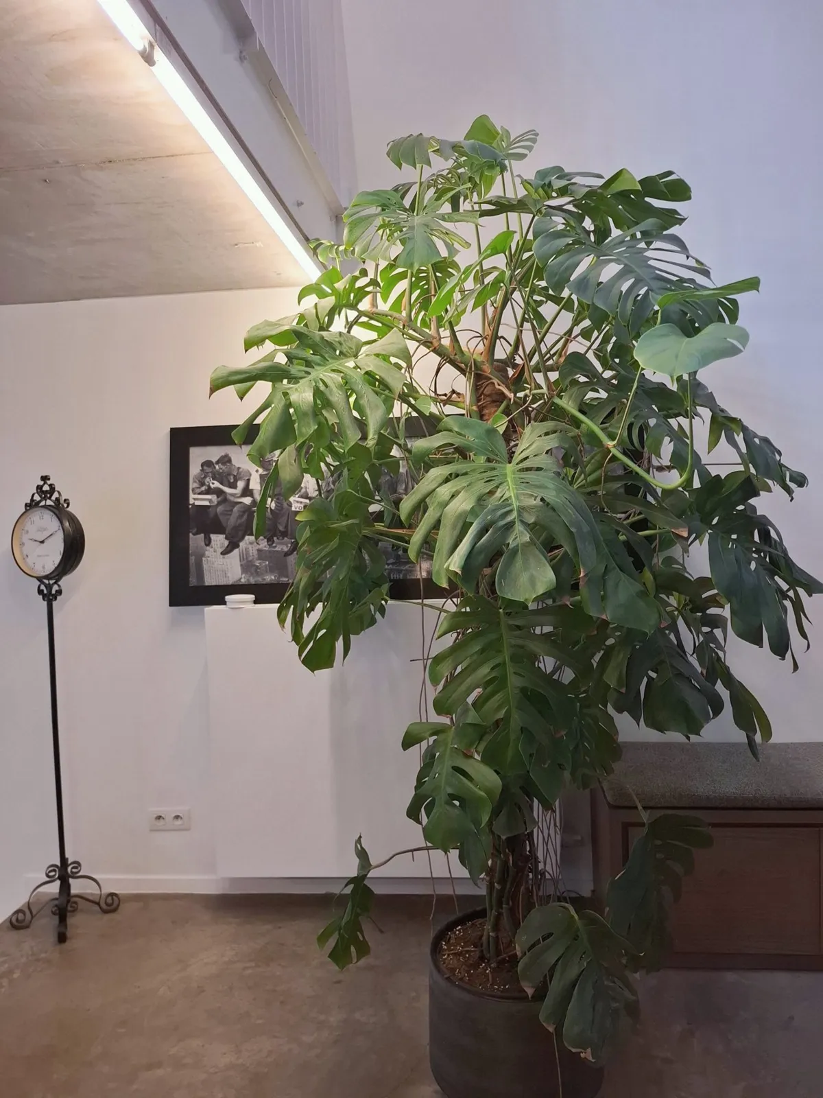 Monstera under the mezzanine